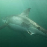 Cá mập trắng mang sẹo sau khi thoát khỏi "sát thủ hàng loạt"