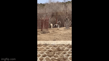 Con sư tử đuổi theo một con sếu khi nó đang cố bay thoát thân. 