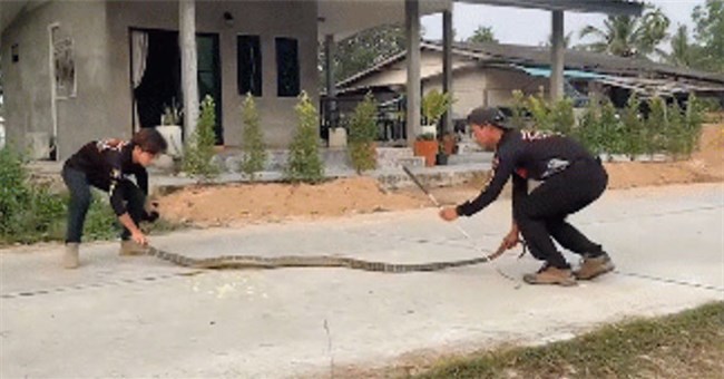 Cận cảnh màn bắt rắn hổ mang chúa "khổng lồ" dài 3,6 mét