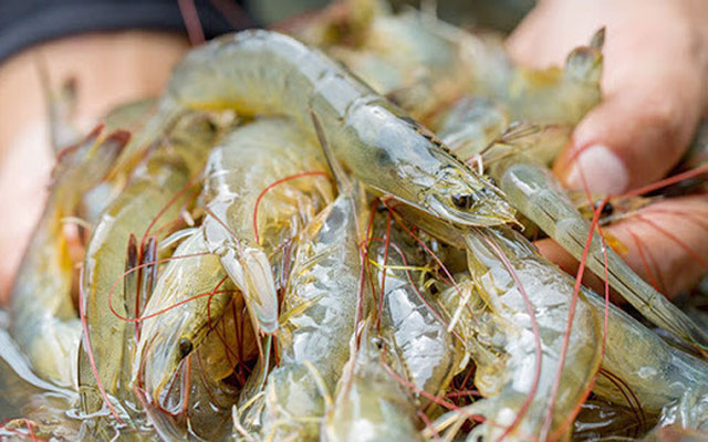Bất ngờ loại hải sản có thể lấy vỏ làm 