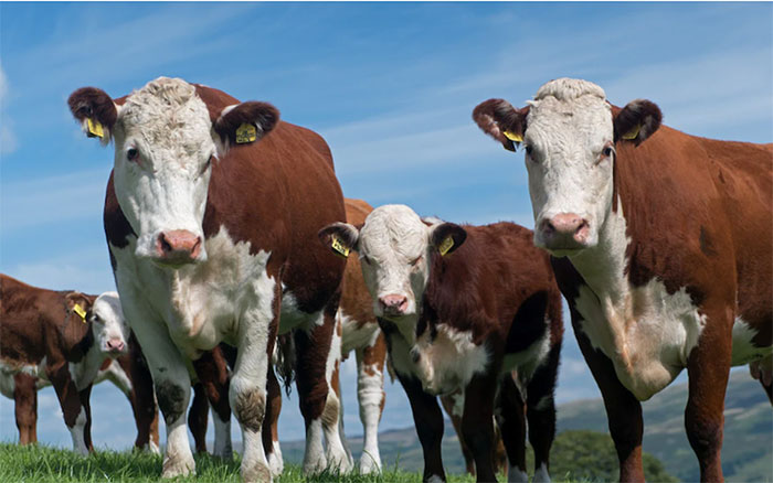 Bò sữa có thể được cho ăn chất ức chế methane để cắt giảm khí thải nhà kính