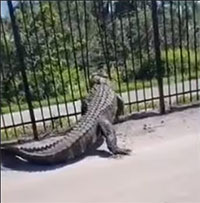 Video: Kinh ngạc cảnh cá sấu "vạch" hàng rào kim loại để đi qua
