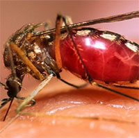 Virus sốt xuất huyết dùng nước bọt muỗi để lây bệnh