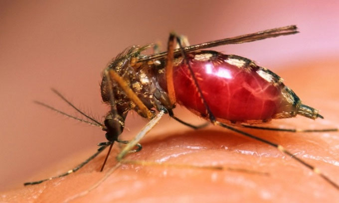 Virus sốt xuất huyết dùng nước bọt muỗi để lây bệnh