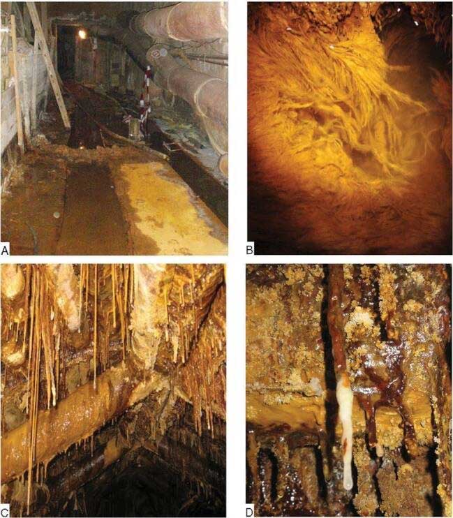 Tìm thấy các dạng sống 