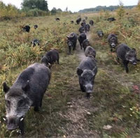 Đàn "siêu lợn" bùng nổ, lan khắp Canada