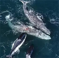 Khoảnh khắc cặp cá voi xám bị 30 con cá voi sát thủ tấn công