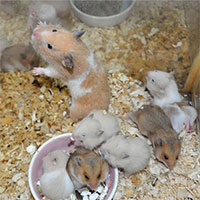 Cận cảnh quá trình phát triển của chuột hamster