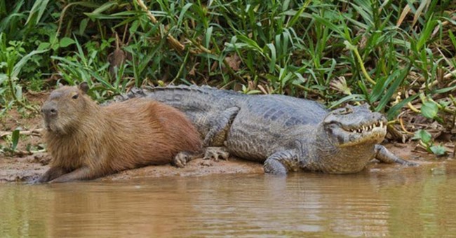 Chuột khổng lồ ung dung giữa đàn cá sấu: Tự tin không bị kẻ săn mồi thịt bởi các khả năng đặc biệt này!