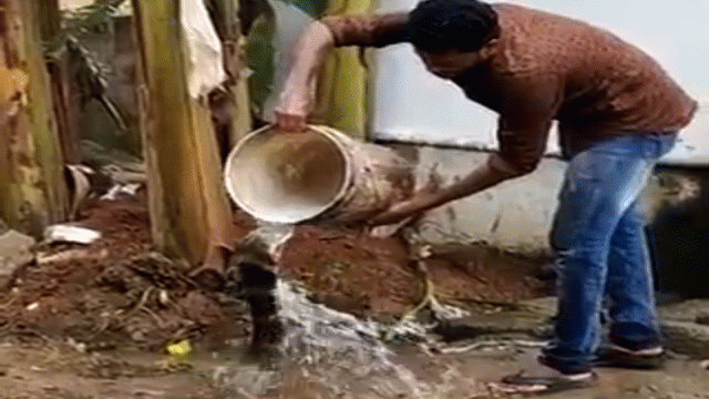 Người đàn ông cầm xô nước nổ ào ào lên đầu một con rắn hổ mang cỡ lớn.