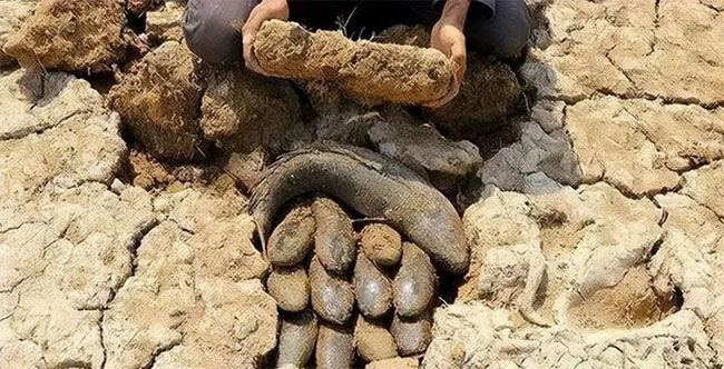 Loài cá kỳ lạ có thể sống trên cạn cả năm mà không chết