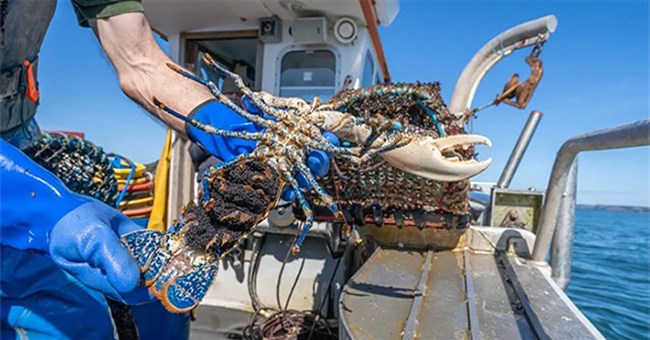 Vì sao cần thả ngay khi bắt được tôm hùm có vết khía chữ V?