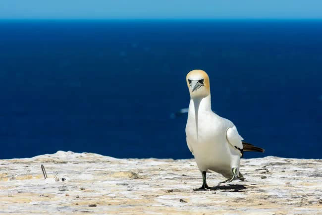 Nigel - chú chim ó biển bị "lừa" đến phương Nam