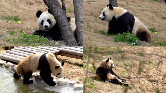 Gấu trúc khổng lồ có thể sinh sống được trên cao nguyên không?