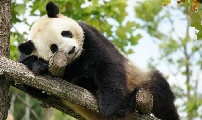 Gấu trúc khổng lồ có thể sinh sống được trên cao nguyên không?