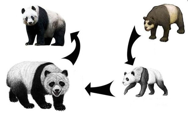 Gấu trúc khổng lồ có thể sinh sống được trên cao nguyên không?