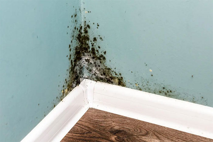 Tổng hợp các triệu chứng phơi nhiễm nấm mốc phổ biến