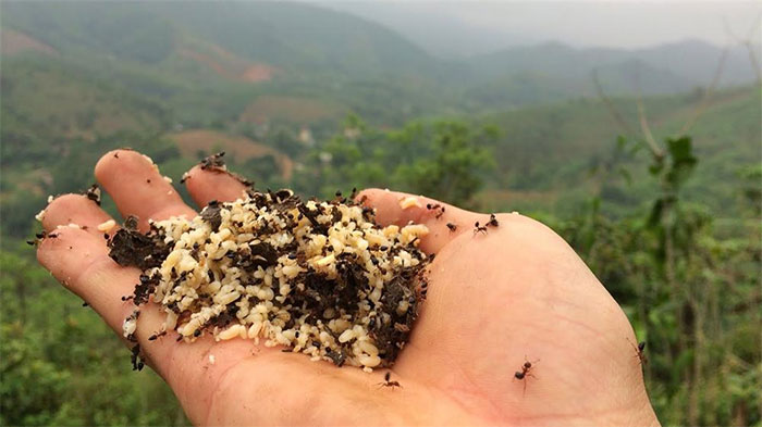 Sốc phản vệ do ăn trứng kiến: Những điều cần biết để bảo vệ sức khoẻ