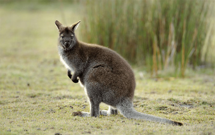 Chuột Wallaby có thể thụ thai từ 1 - 2 ngày trước khi sinh đứa con khác trong bụng.