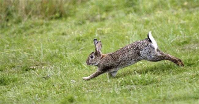 Rắn hổ trâu liên tục tấn công, thỏ con đơn độc chiến đấu và màn lật kèo bất ngờ