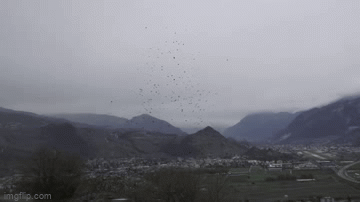 Đàn quạ mỏ vàng khổng lồ xuất hiện ở Thụy Sĩ gây chú ý