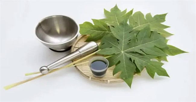 Những lợi ích tuyệt vời của lá đu đủ mà ít người biết tới