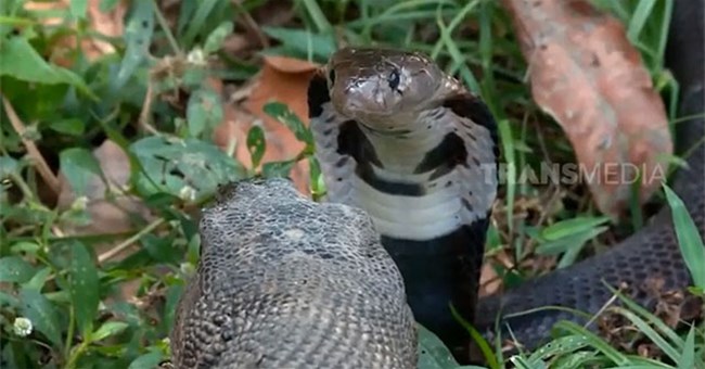 Cậy thế là rắn độc, hổ mang chúa tấn công kỳ đà nào ngờ bị đối thủ tung cú phản đòn "trời giáng"