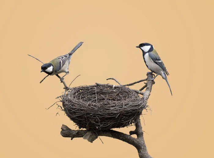 Tổ chim là cấu trúc được sử dụng bởi nhiều loài chim khác nhau