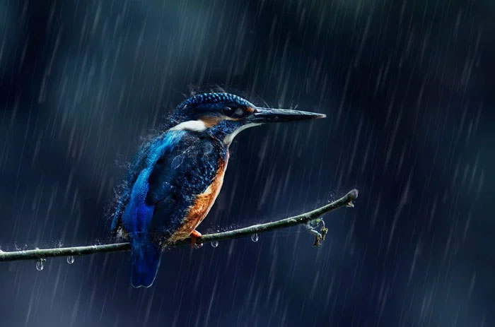Chim nước và các loài chim sống dưới nước quen với ẩm ướt hơn các loài khác.