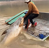 Ngư dân vật lộn, lôi con cá "khủng" nặng 135kg lên thuyền