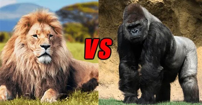 Nếu khỉ đột và sư tử gặp nhau, loài nào sẽ thắng?