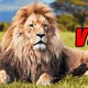 Nếu khỉ đột và sư tử gặp nhau, loài nào sẽ thắng?