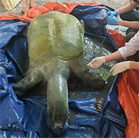 Xác rùa ở Đồng Mô sẽ được bảo quản lạnh tại Bảo tàng thiên nhiên