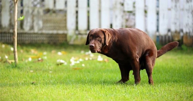Tại sao chó thường nhìn chằm chằm vào chúng ta trong khi đi vệ sinh?