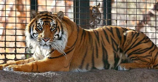 Hổ chết trong vườn thú sẽ được xử lý thế nào?