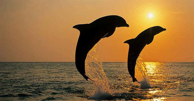 Nước biển mặn và không thể uống trực tiếp, cá heo bổ sung nước bằng cách nào?