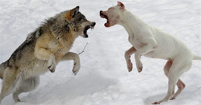 Điều gì xảy ra nếu đặt chó con bên cạnh một con sói mới sinh?