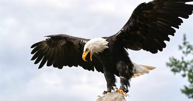 Đại bàng đầu trắng có đủ mạnh để hạ gục sư tử núi không?