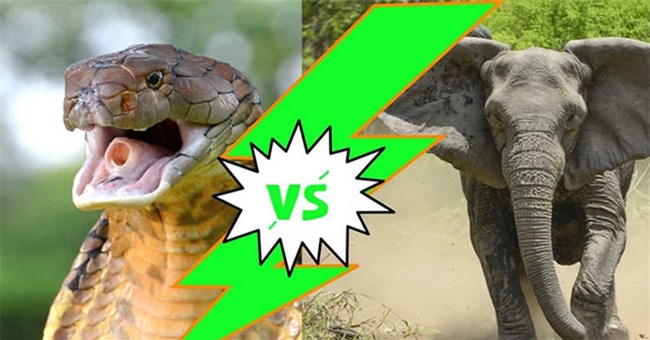 Liệu rắn hổ mang chúa có thể cắn chết được voi châu Phi?