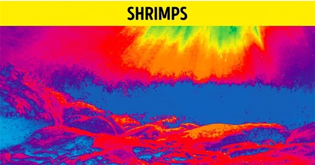 Thế giới trông như thế nào qua góc nhìn của động vật?