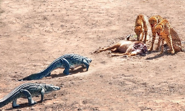  The large herd of crocodiles made the leopards scared to leave their prey to flee.