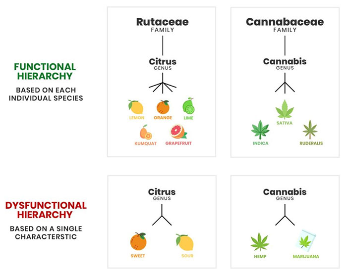 So sánh cách phân cấp phân loại của các loại trái cây trong các loài cây có múi với Cannabis