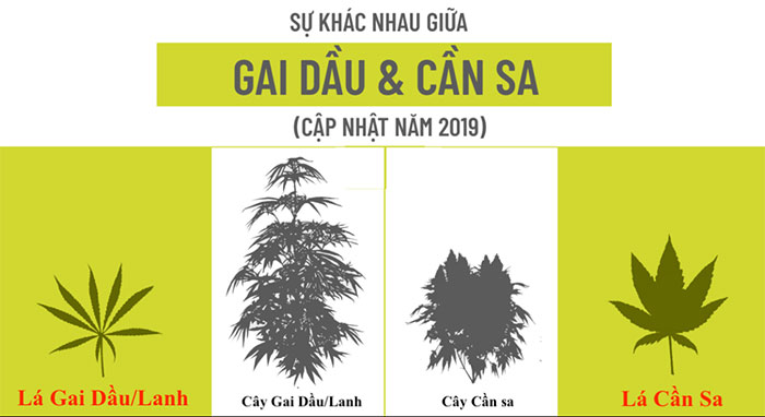 Sự khác nhau giữa cây gai dầu và cây cần sa