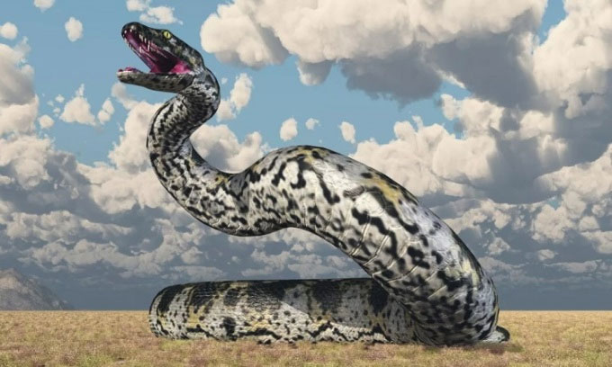 những con rắn lớn nhất thế giới