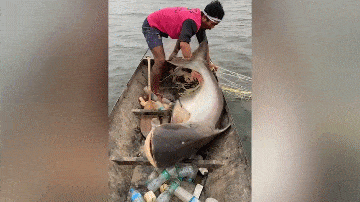 Video: Nam thanh niên bắt được cá “khủng” nặng 45kg trên sông