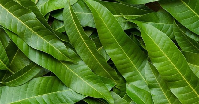 Top 8 lợi ích của lá xoài có thể bạn chưa biết 