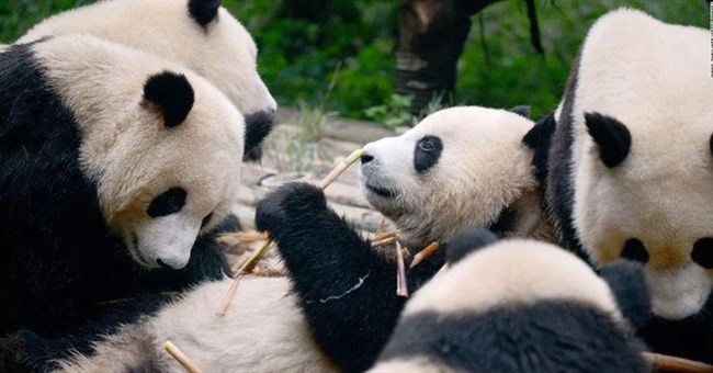 Vì sao gấu trúc chỉ được tìm thấy ở Trung Quốc?