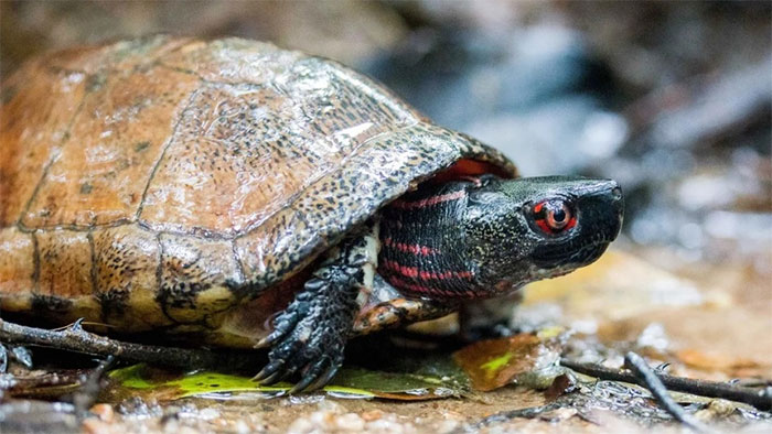 Beale's eyed turtles have less than 200 individuals left in Hong Kong.