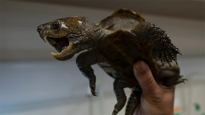 A big-headed turtle in a laboratory at Lingnan University in Hong Kong.