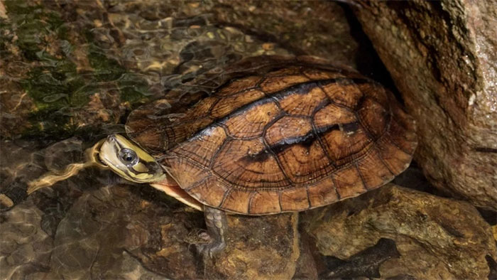 Golden turtles can be sold for hundreds of thousands of dollars on the Hong Kong black market.